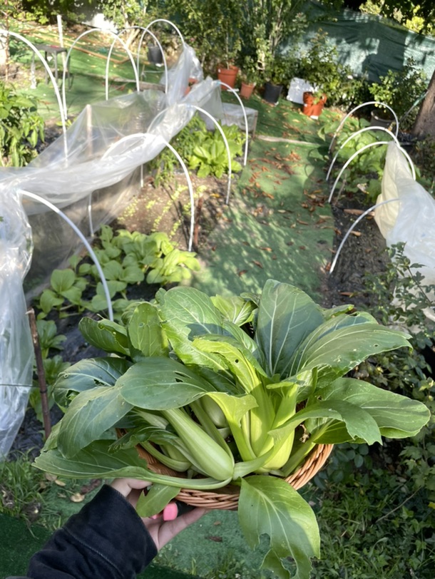 吃上自己种的青菜🥬啦！