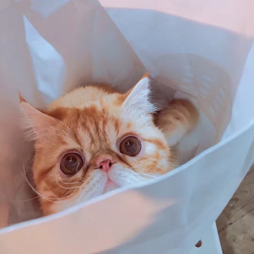 11个游子和一只猫的年夜饭