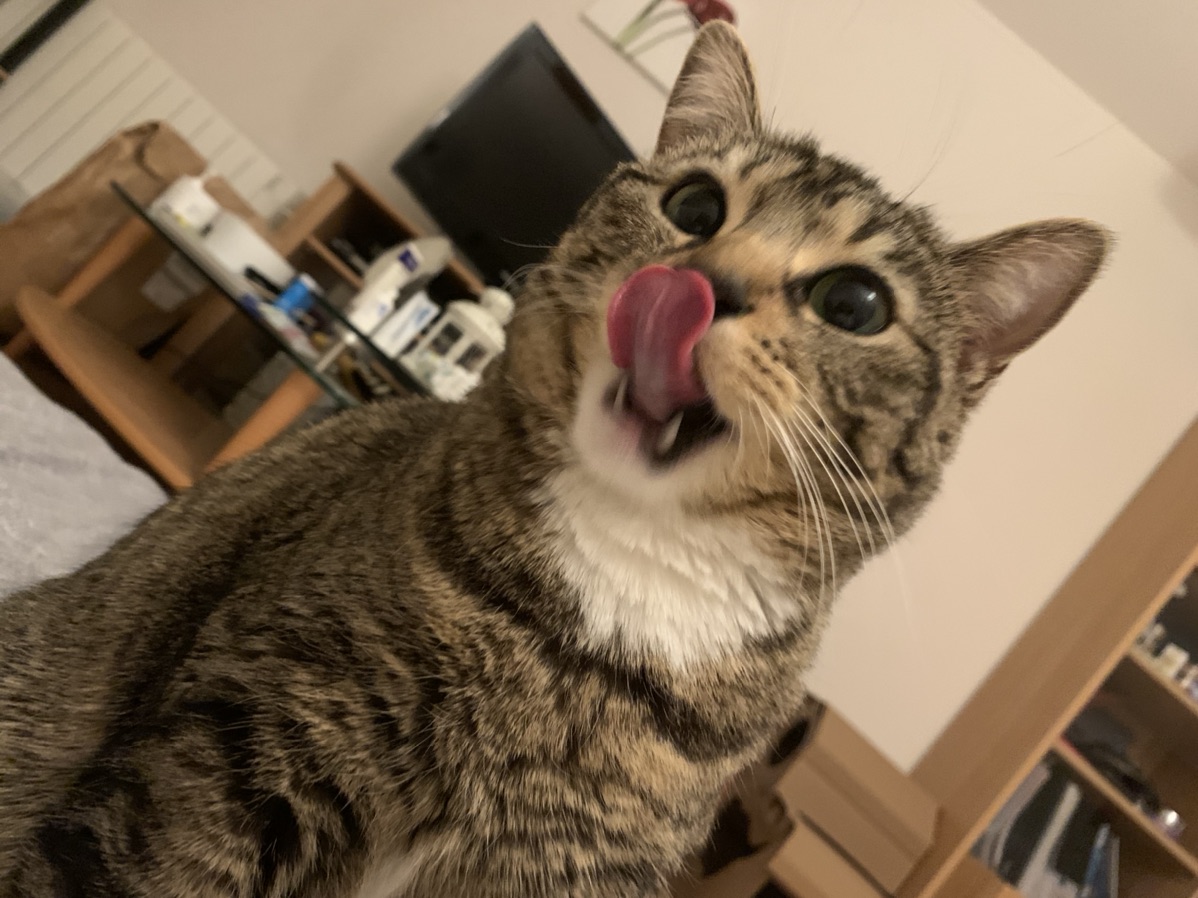 狸花大咪来选秀！