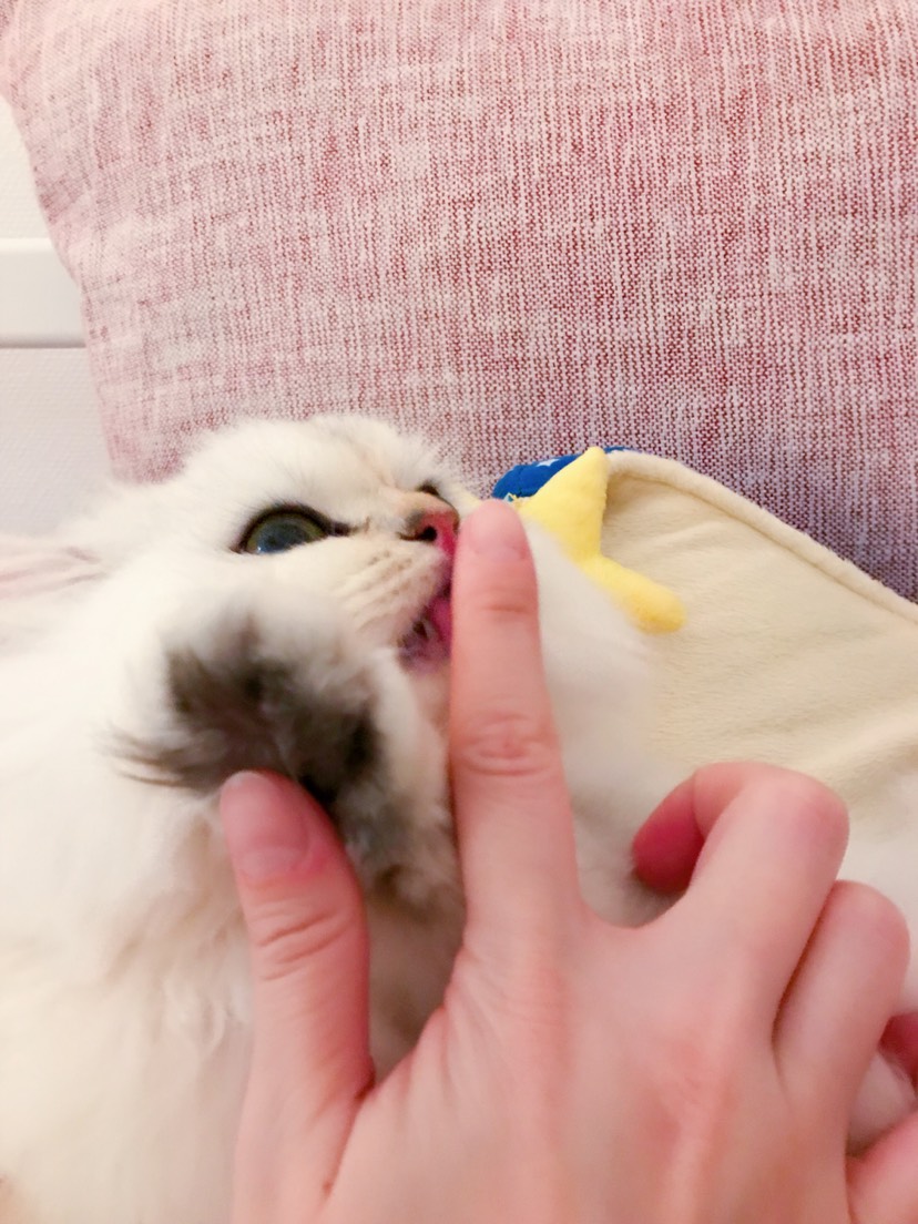 击个迷你小掌掌