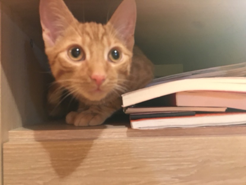寄养橘猪