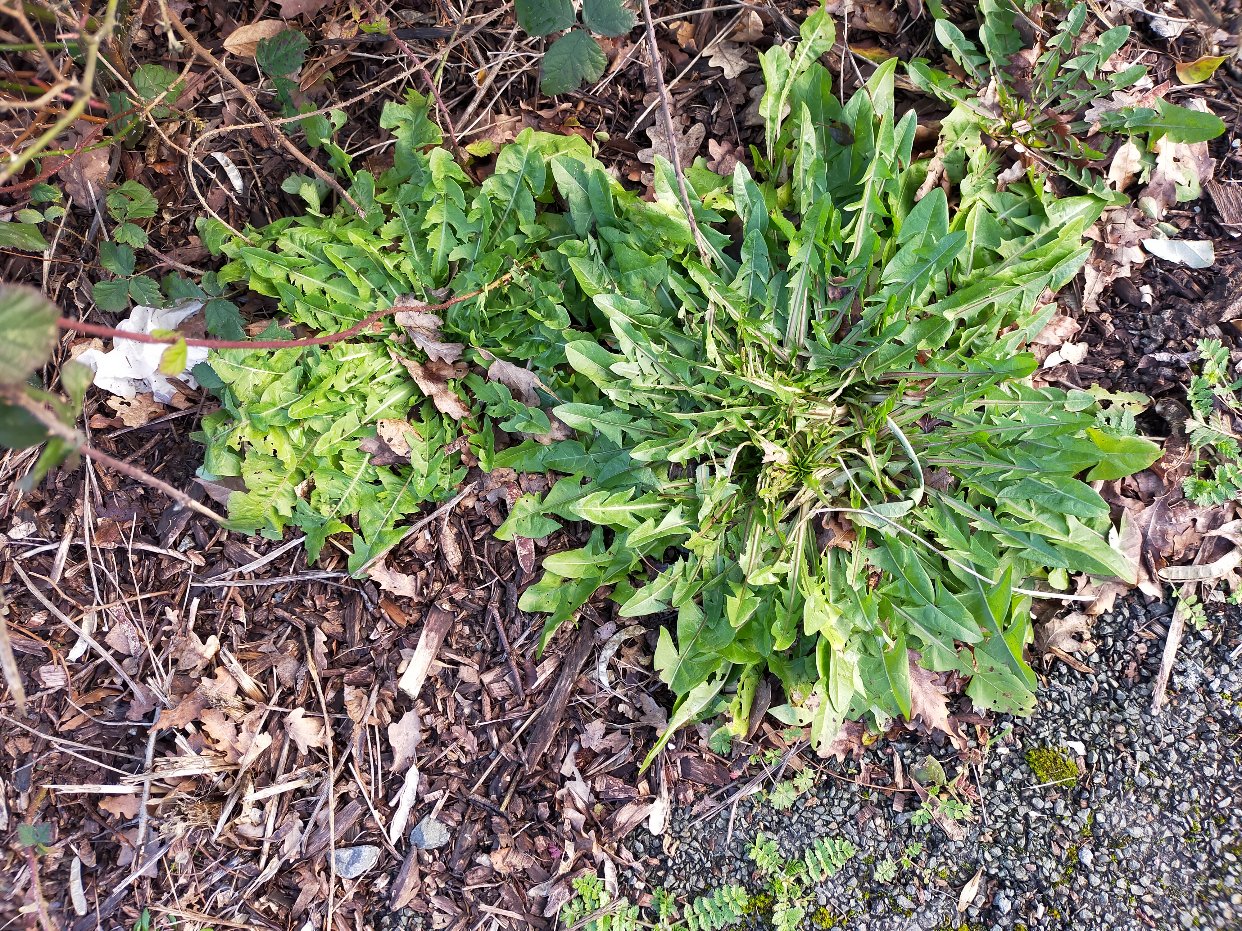 野荠菜？还是蒲公英