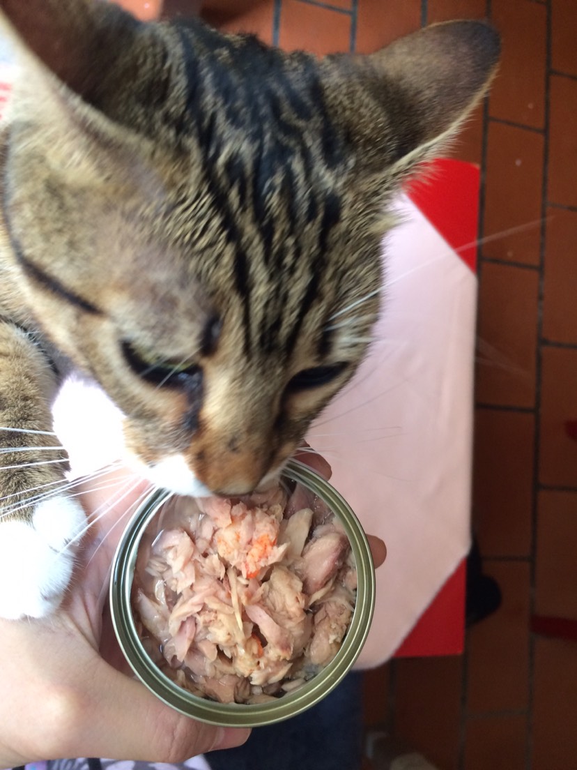 满满是肉的无添加猫罐头～