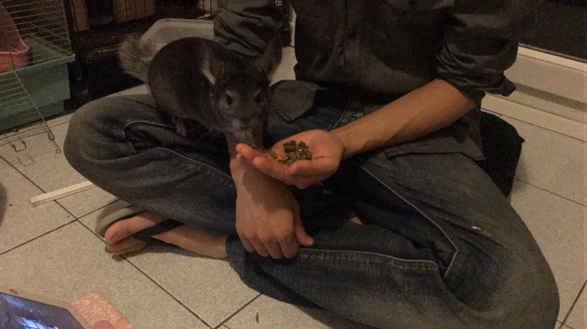 听说最近都在晒猫，想问龙猫算不算猫？