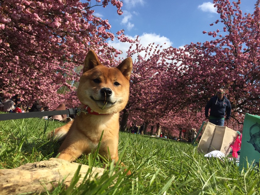 王大陆又来了