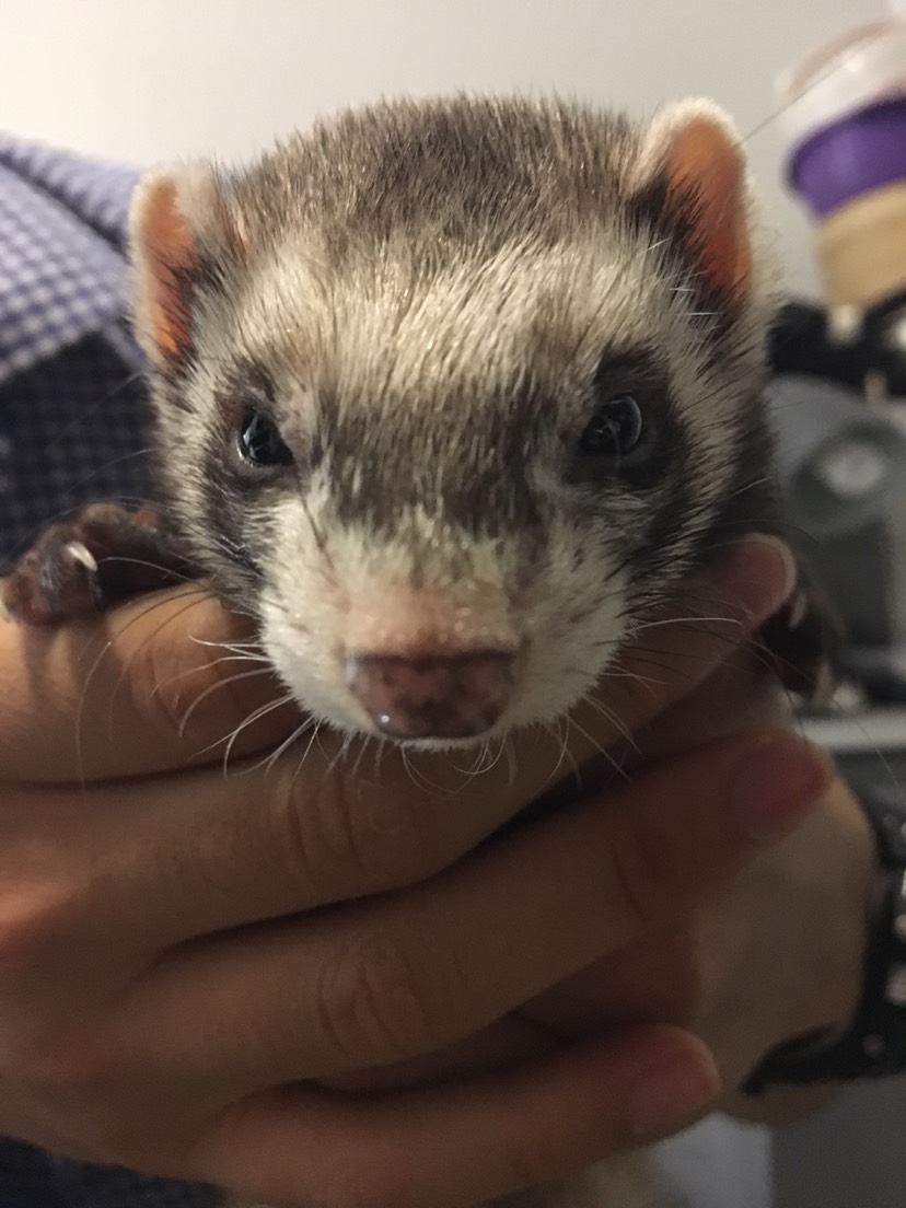 蠢萌蠢萌的雪貂，法语叫furet，多图点开有惊喜😝