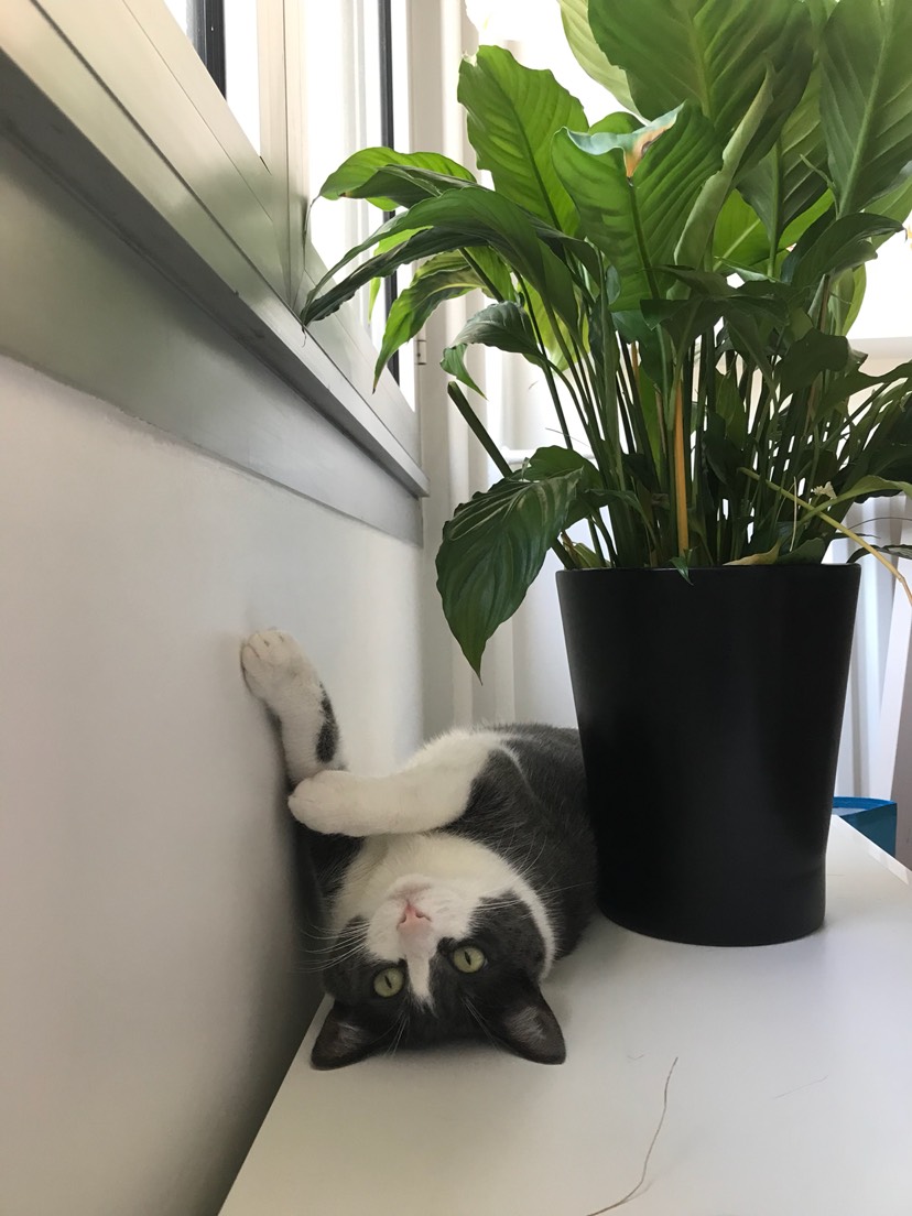 家有猫兔