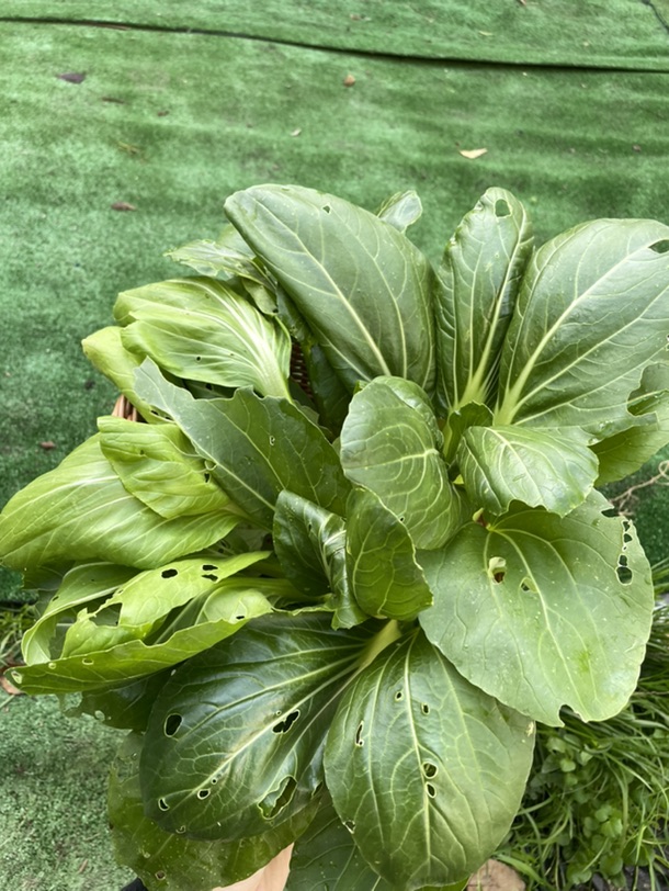 吃上自己种的青菜🥬啦！