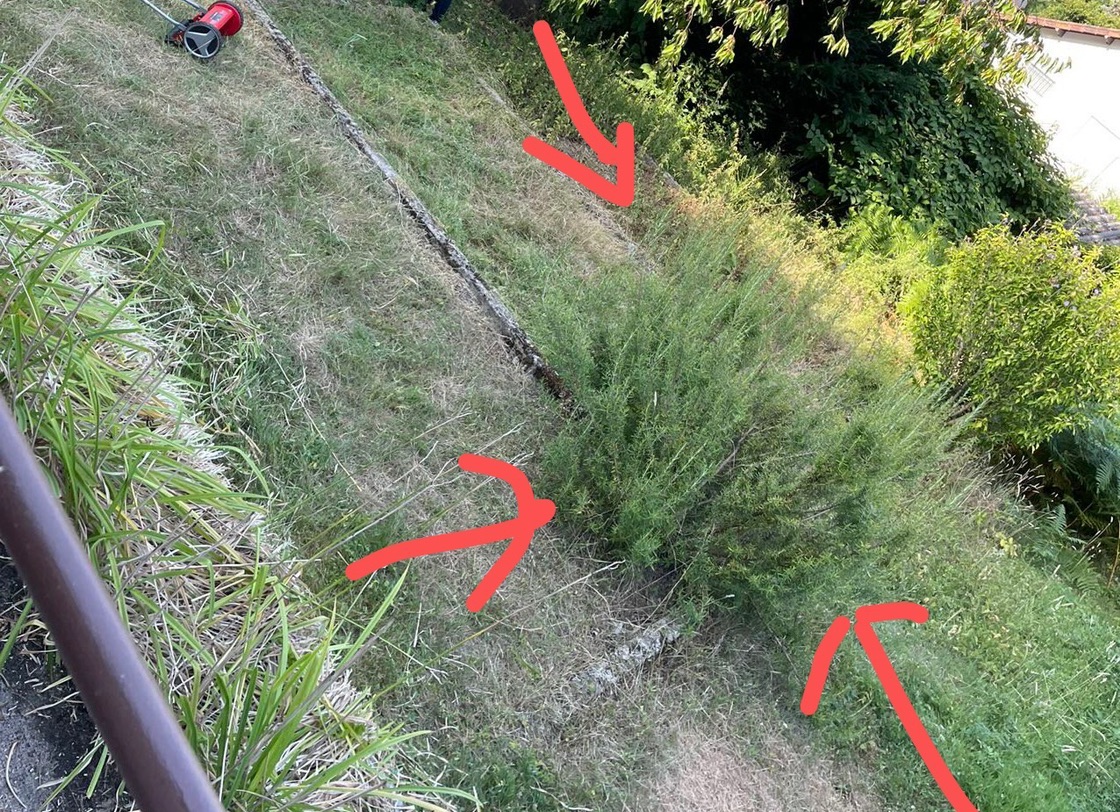 租房送百香果树和迷迭香🤣