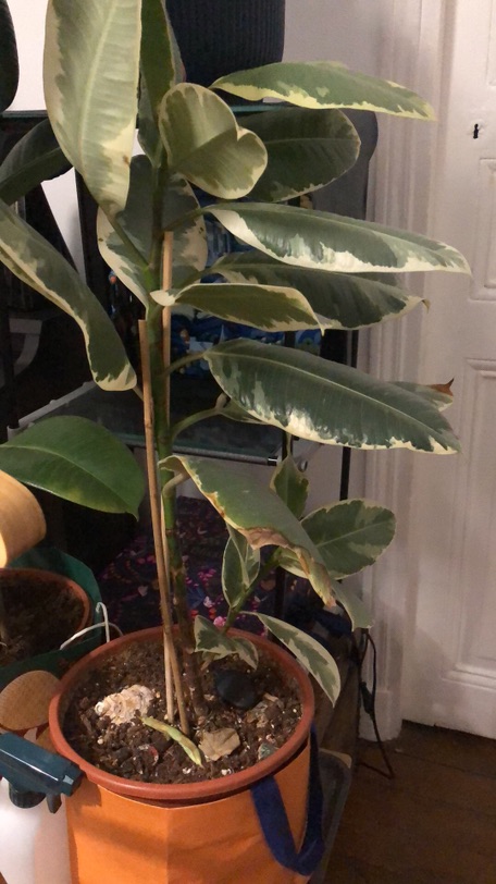 大小型植物求收养-都找到新家啦