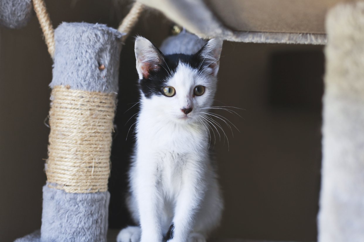 法国🇫🇷小奶猫找有缘领养人啦！