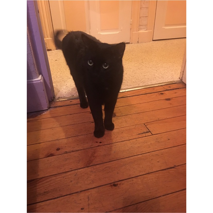 我终于 也算是有猫🐱的人了！