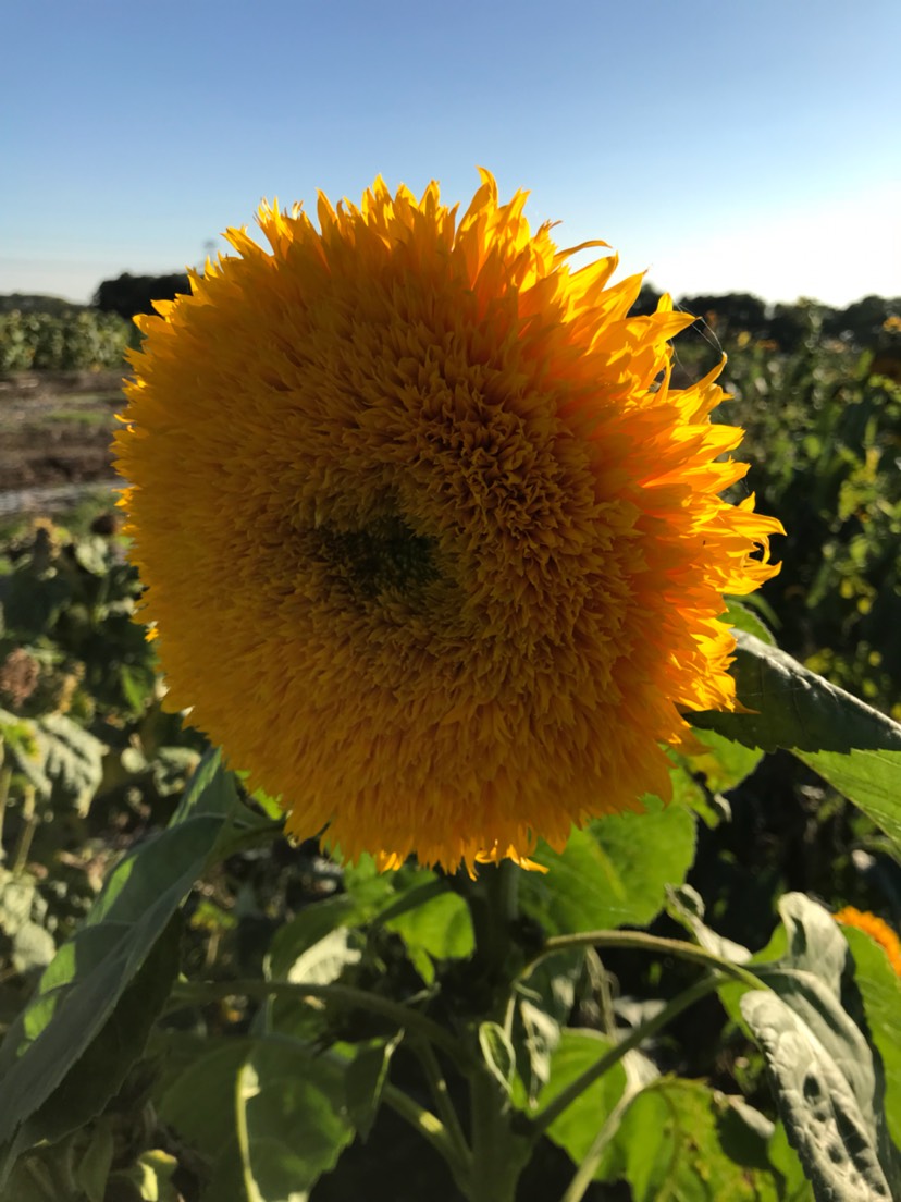 👨‍🌾农夫的生活