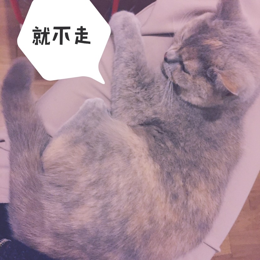 “猫”治百病(*⁰▿⁰*)