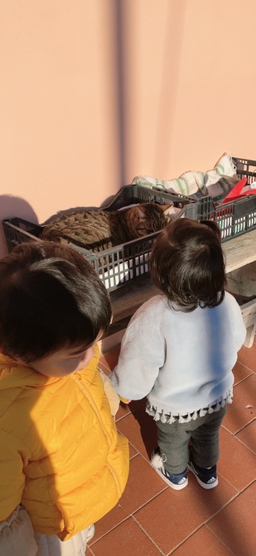 宠物用品之猫猫爱吃的罐头