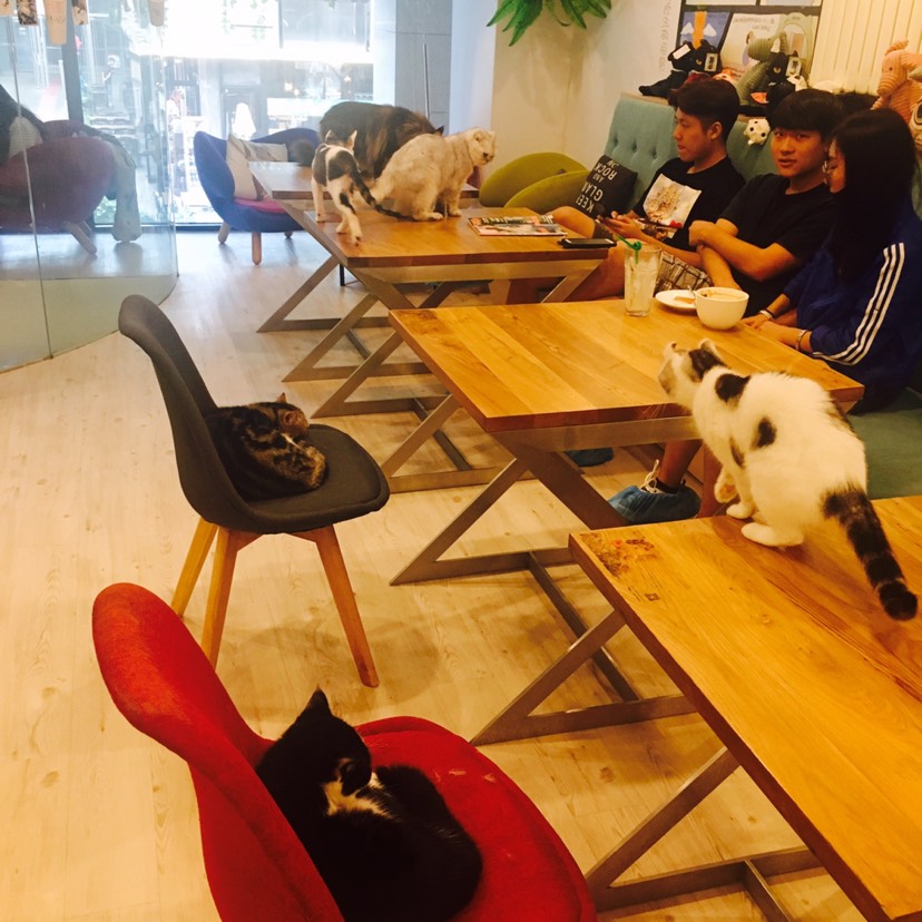 Bar a chats 