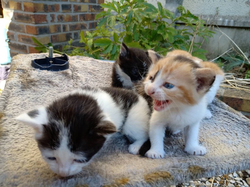 一大波萌宠来袭，小奶猫们借楼求领养～