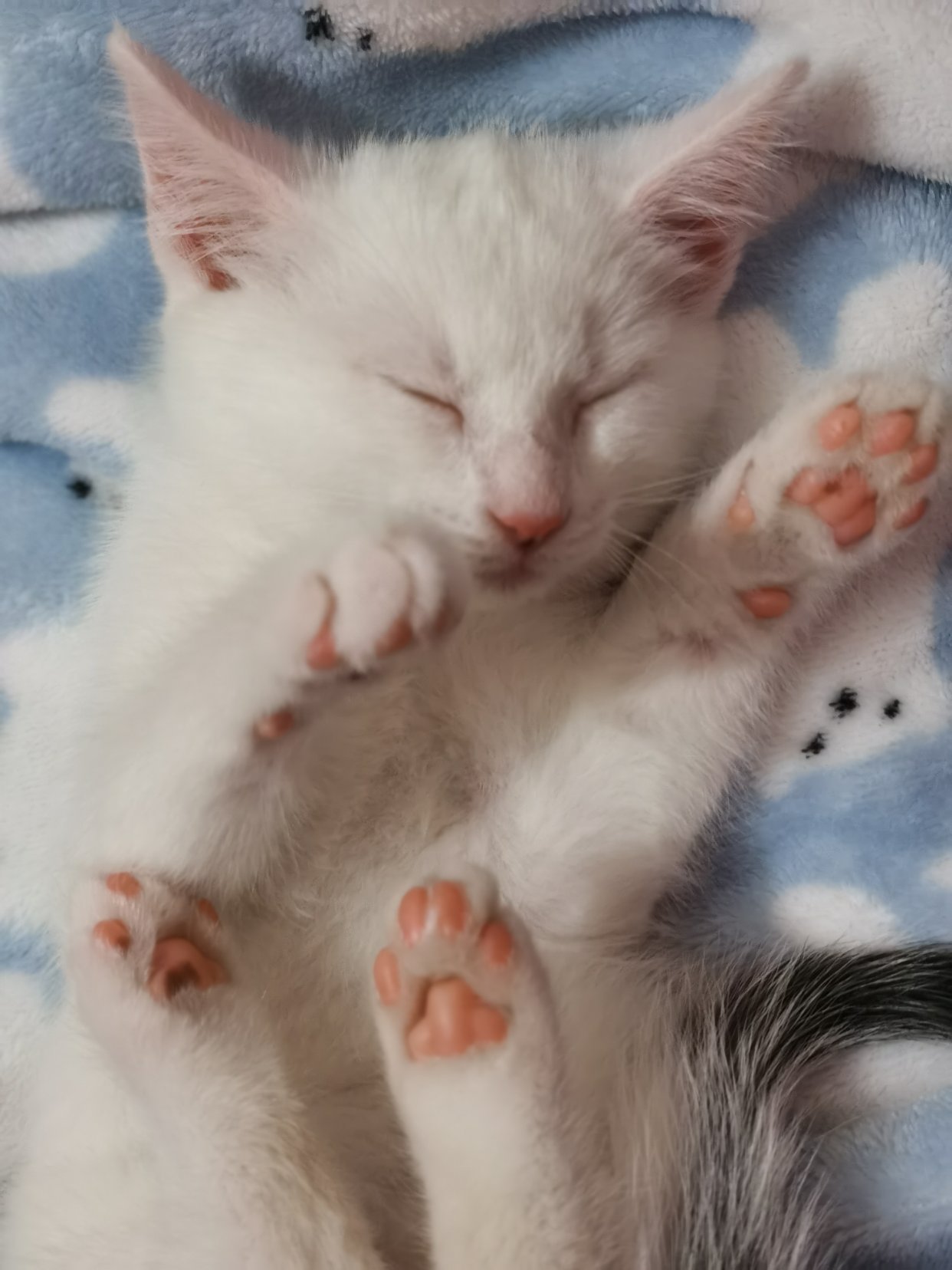 我家的猪