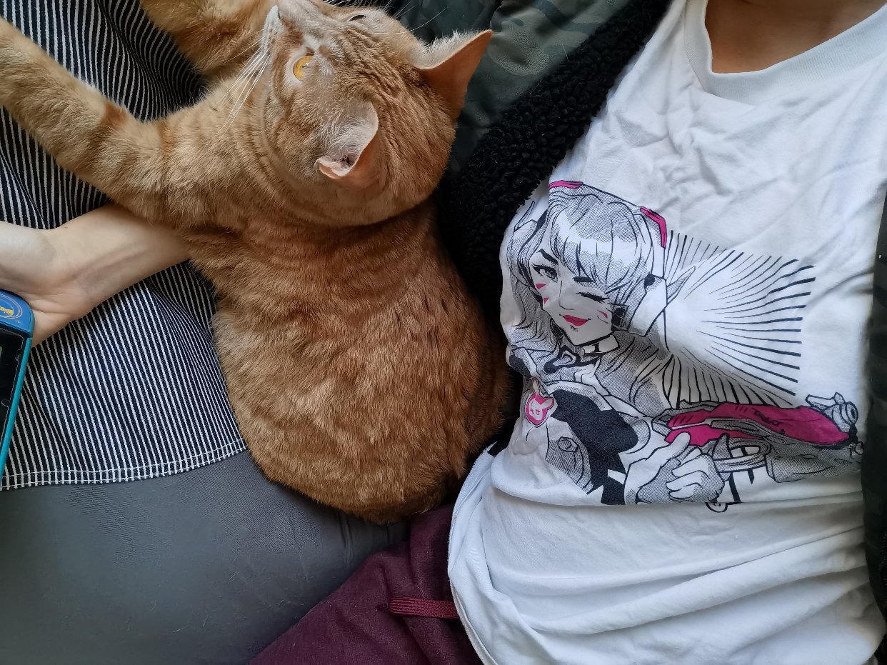 十只橘猫九个胖，还有一个压塌炕。。。