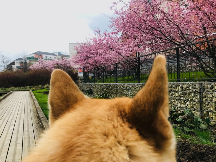春光明媚