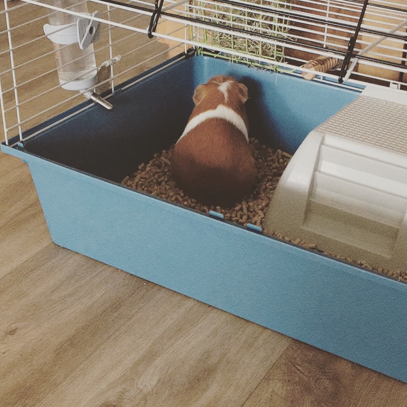 一只荷兰猪