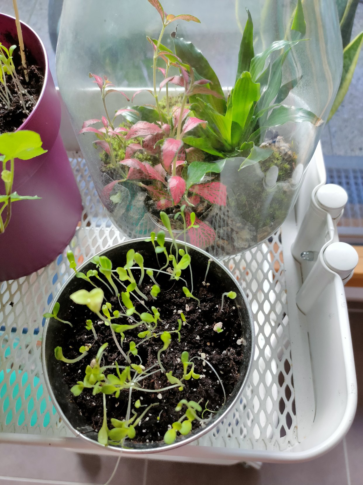 种花花