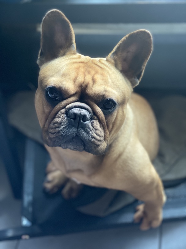 眼神会说话的叉烧🐶