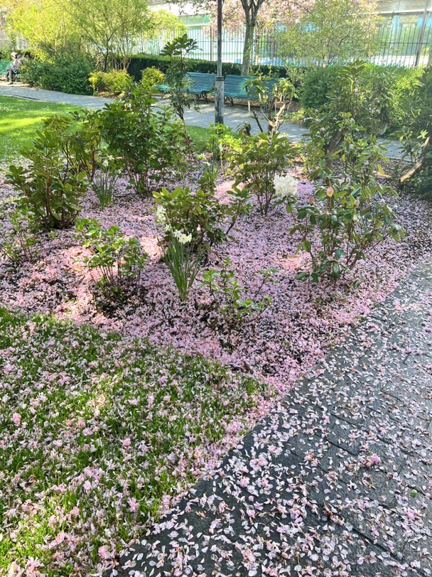 超美的🌸小公园