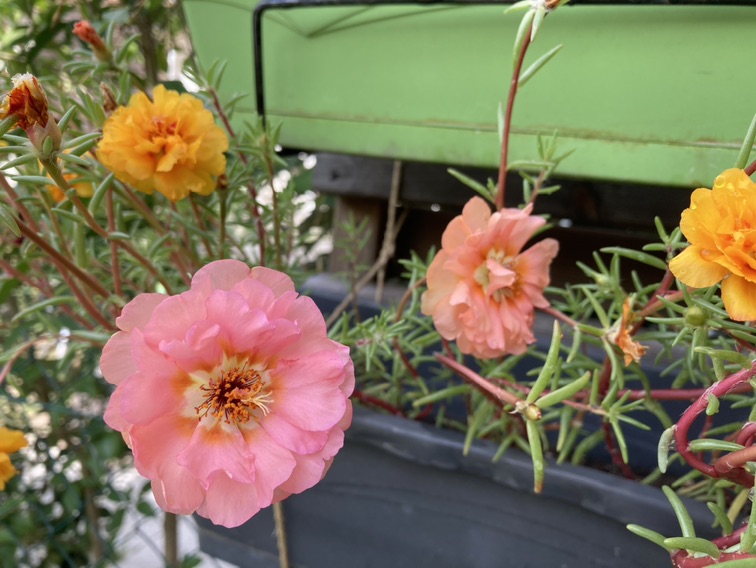 国内的花呀国外开