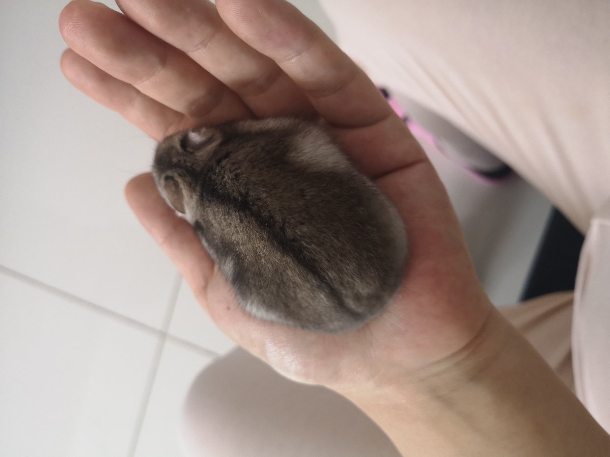 免费赠二手花枝鼠啦 已赠