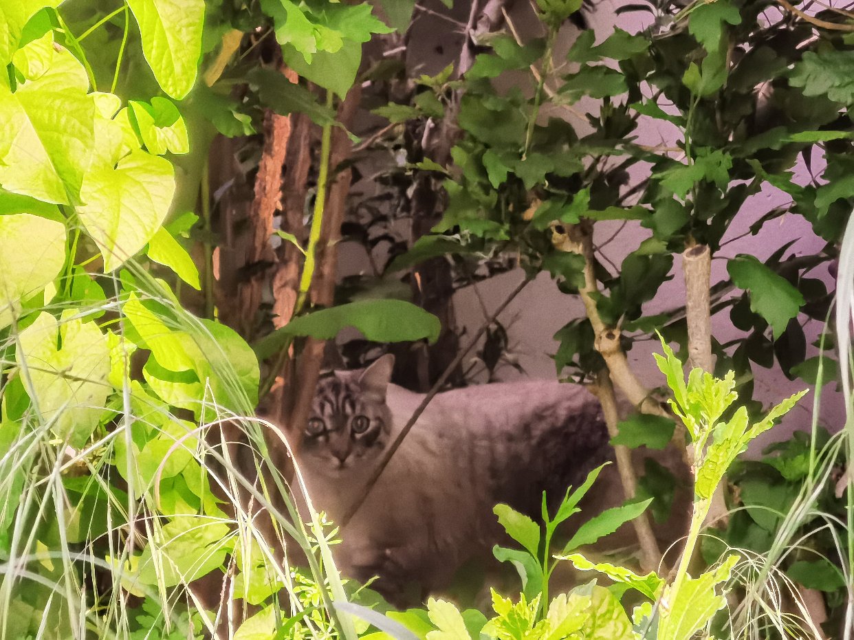 Please call me 猫猫收集家