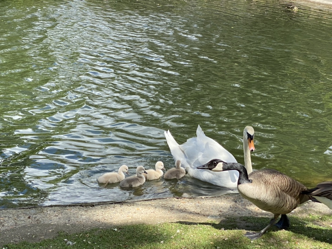 白天鹅🦢小时候真的是丑小鸭？