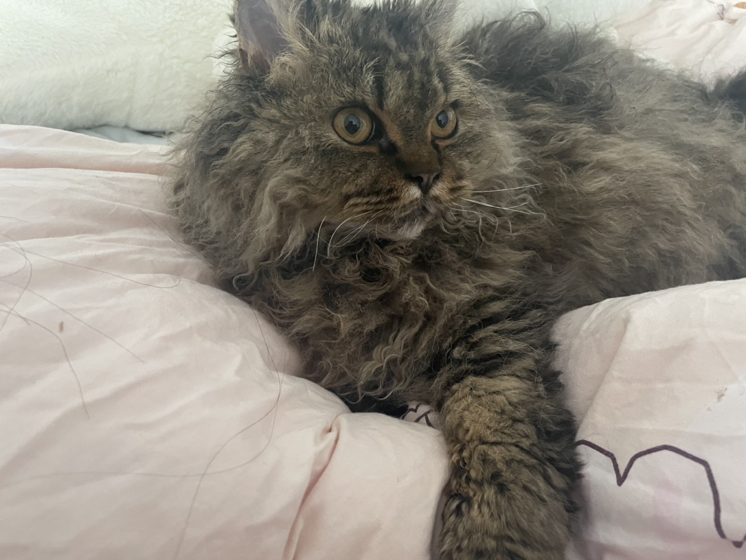 猫咪寄养，求好心姨姨收留