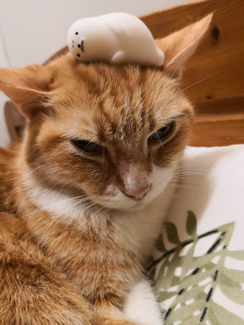 总是被犯上的miel