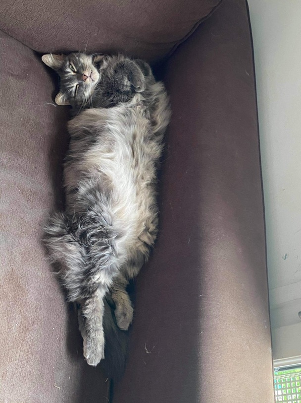 可以遛弯儿的猫咪🐈