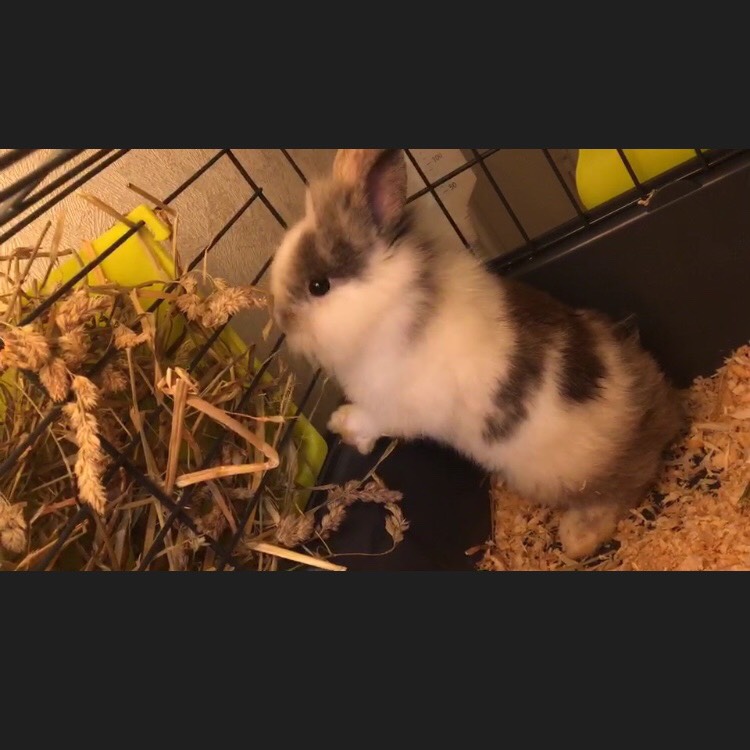 要成为兔奴了🐰