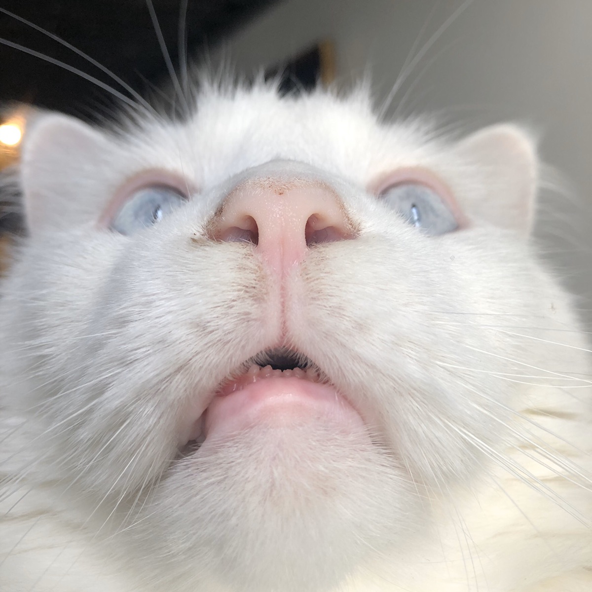 我是一只被妈宠坏的缅因猫