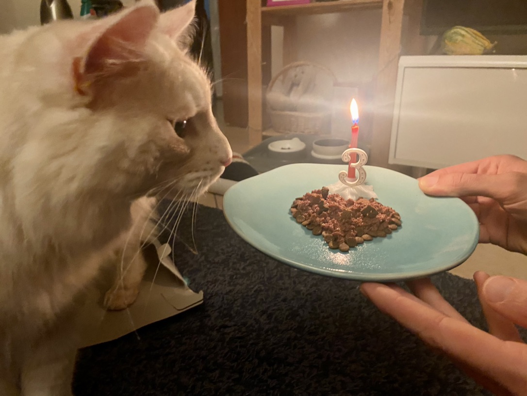 可爱的肉总三岁啦～！