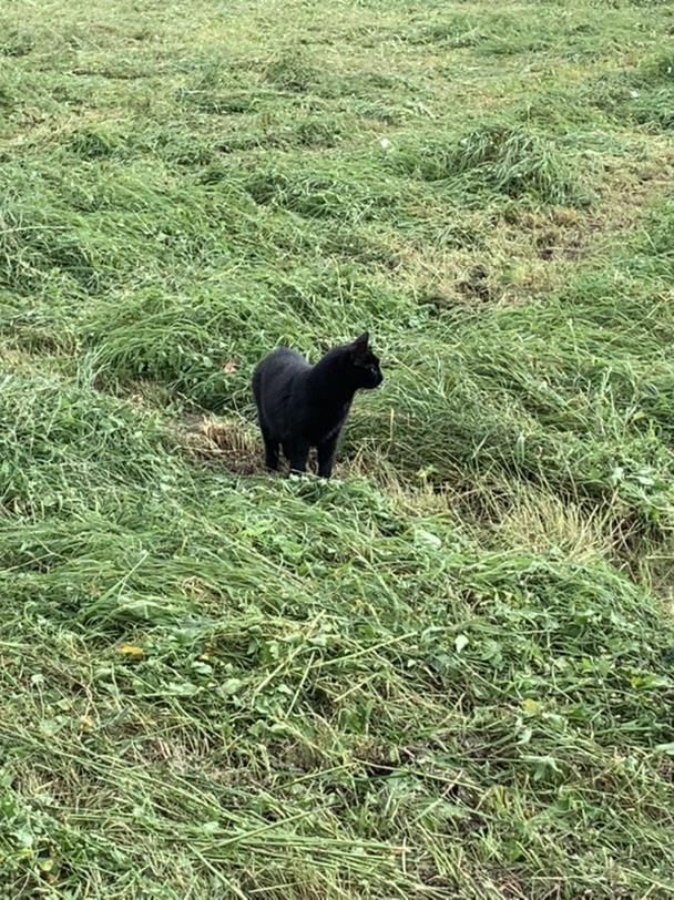 南法好多可爱猫猫！