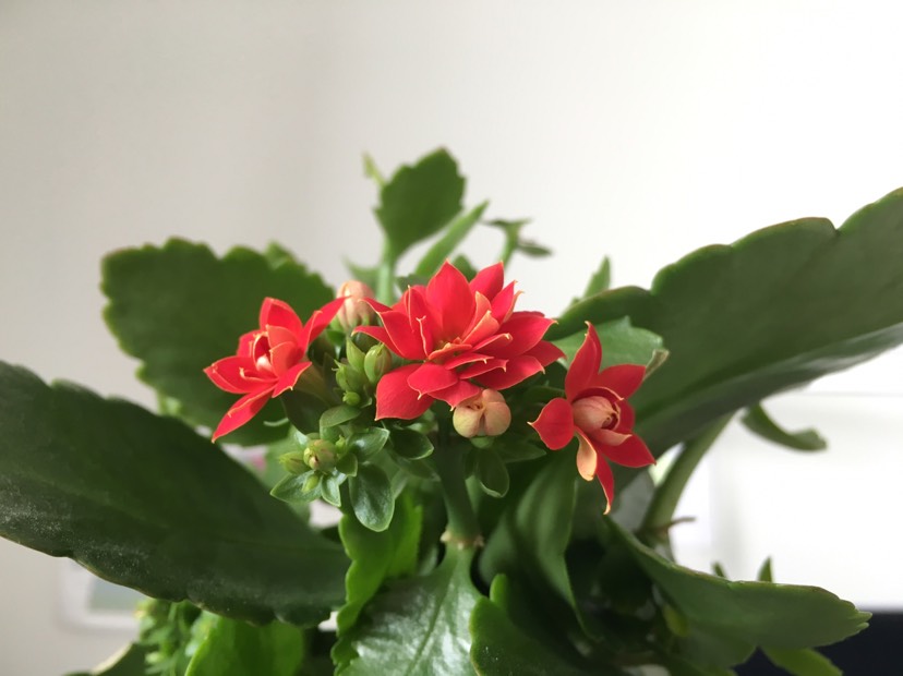 拆包+分享盆栽