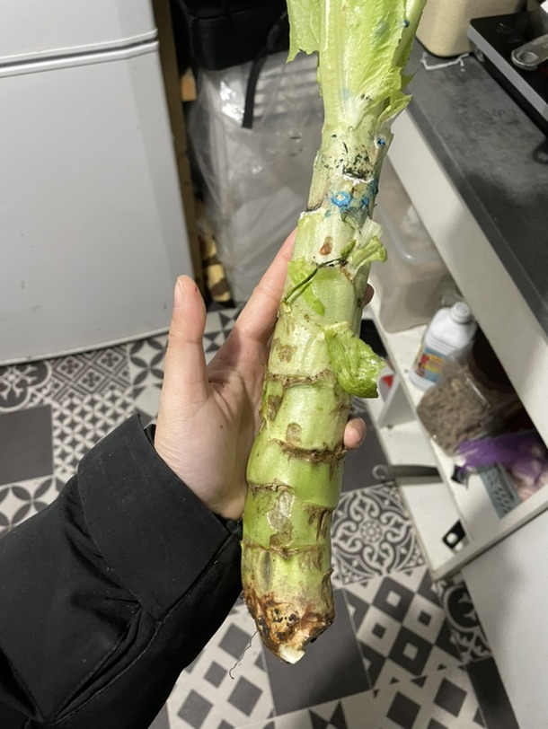 嫩 炒鸡嫩 巨嫩