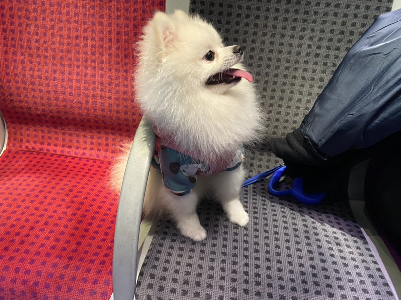 我家狗子