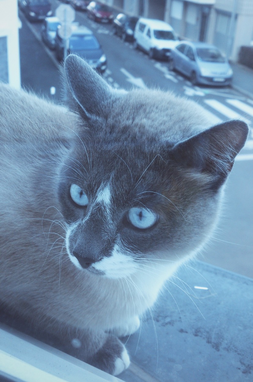 十斤的肥猫