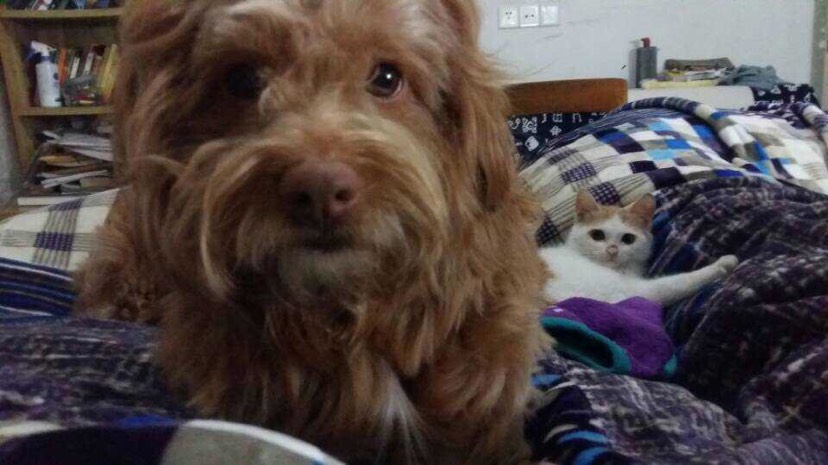 家里有一猫和一狗