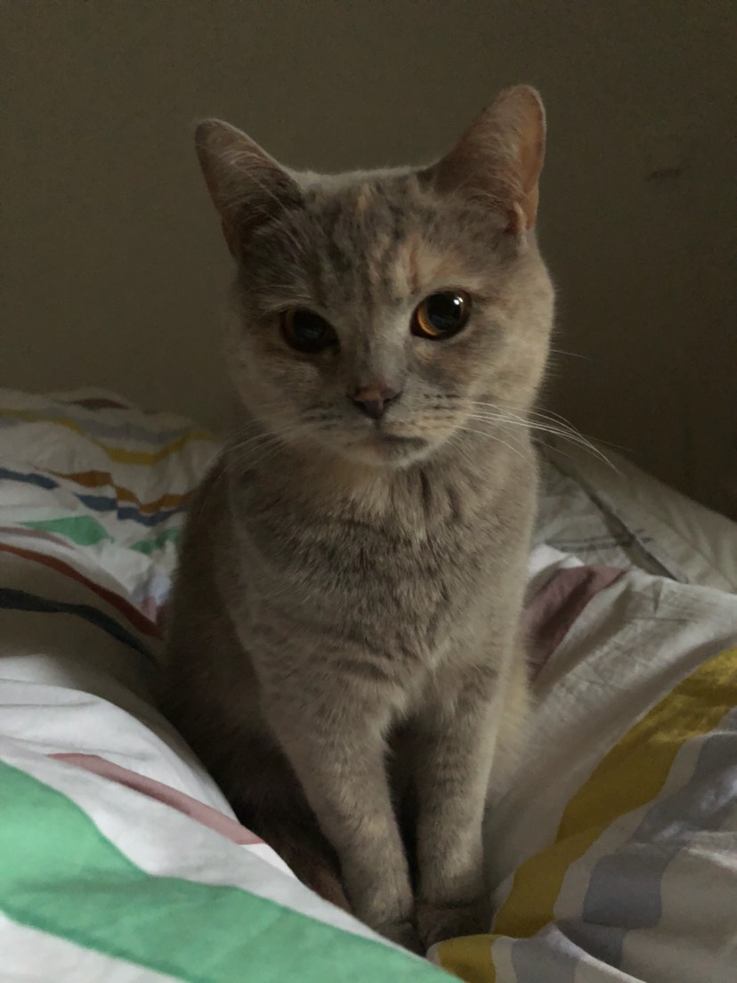 【求助贴】养猫需谨慎…