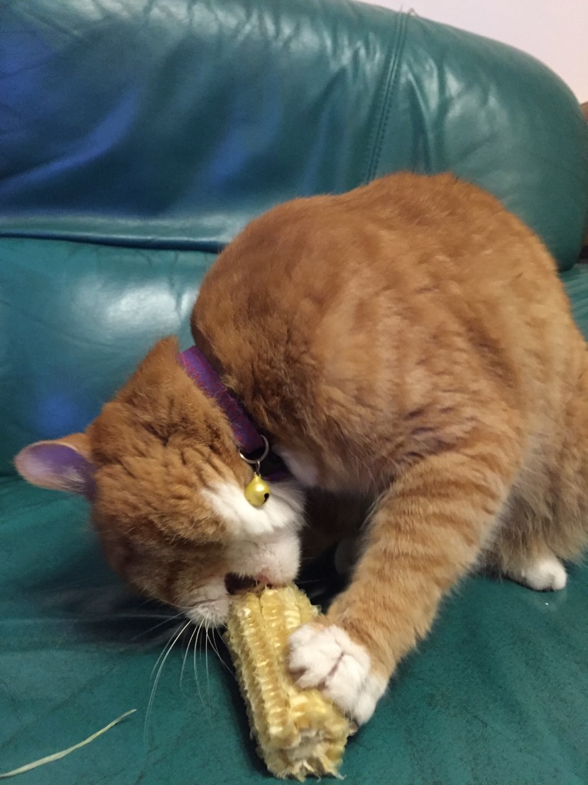 争取赚猫粮(((o(*ﾟ▽ﾟ*)o)))