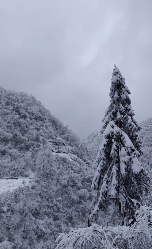 老家爷爷养的🐐     多少年没回家了…