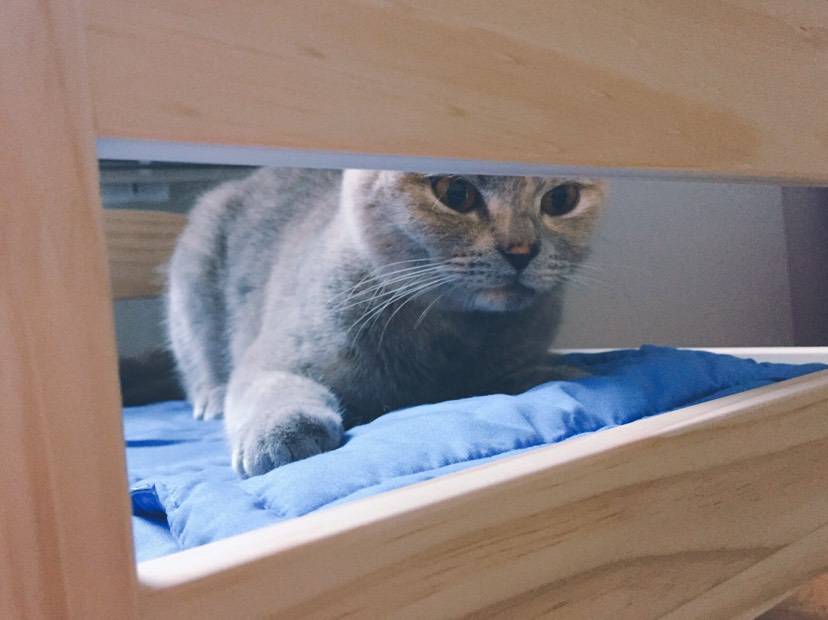 猫奴🤷‍♀️娃娃床买起来！