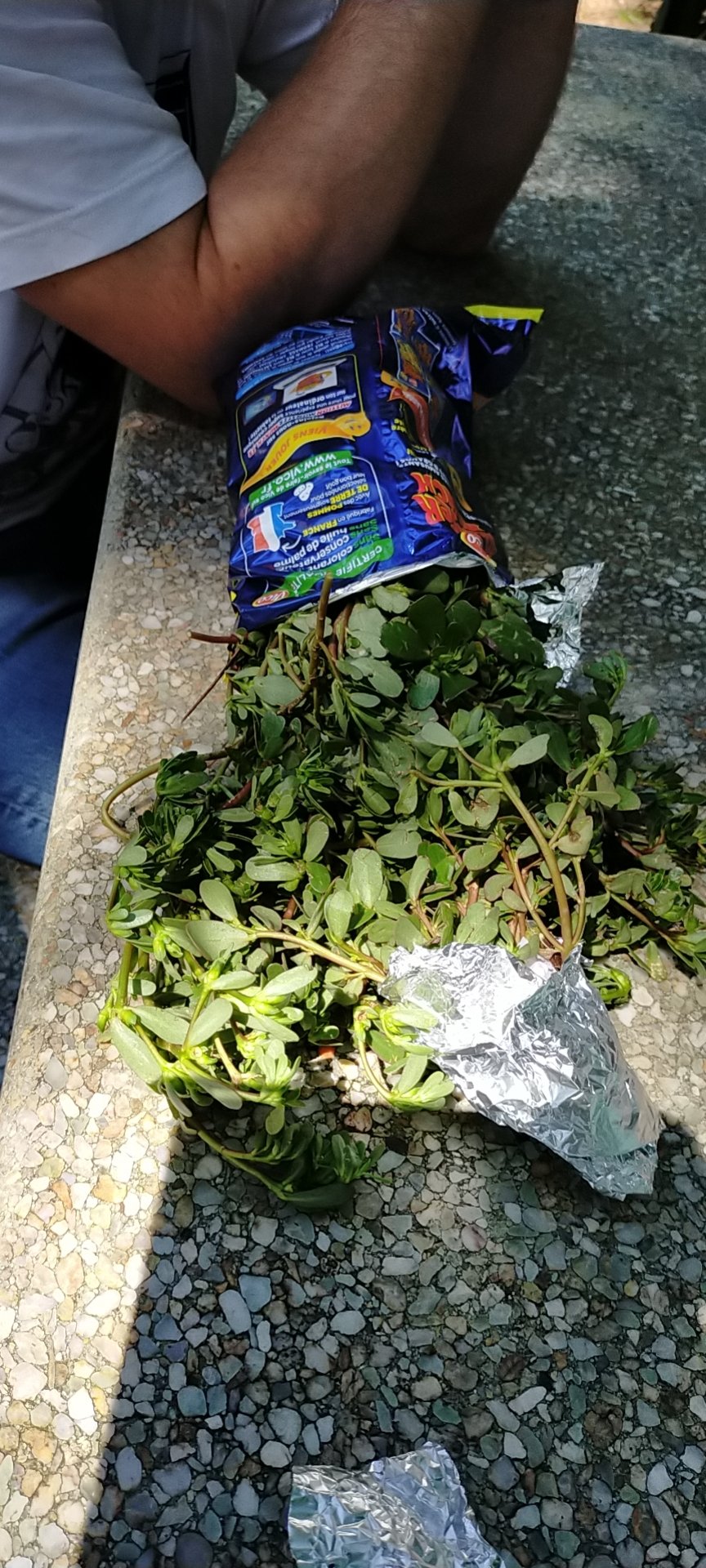 请教，这是野草吗