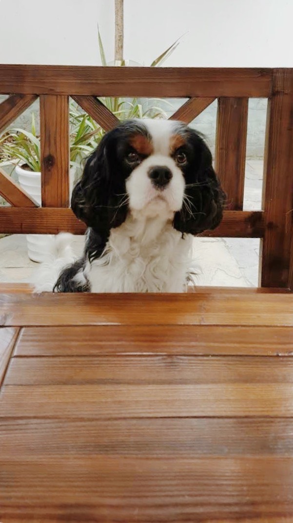 🐱🐶